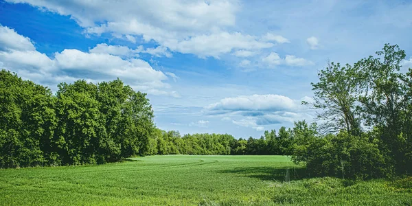 Kleur Keert Terug Als Winter Voorbij Een Bewolkte Blauwe Lucht — Stockfoto