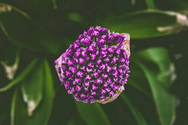 Het Vroege Voorjaar Deze Gigantische Uienplant Staan Het Punt Bloeien — Stockfoto