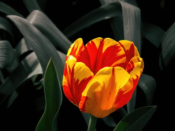 Rote Und Gelbe Tulpe Steht Hoch Der Warmen Frühlingssonne — Stockfoto