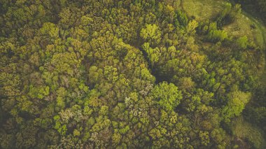 Bahar mevsiminde parlak yeşil yaprakların genel görünümü