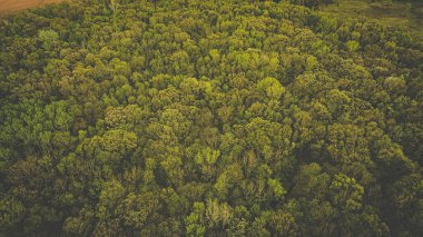 Bahar mevsiminde parlak yeşil yaprakların genel görünümü