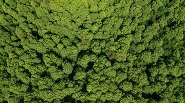 Bahar mevsiminde parlak yeşil yaprakların genel görünümü