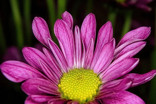 Close View Vibrant Colored Pompom Stems Blurred Background — Stock Photo, Image