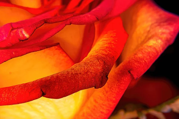 Żywa Róża Pomarańczowa Makro Widok Wzdłuż Jego Krawędzi — Zdjęcie stockowe