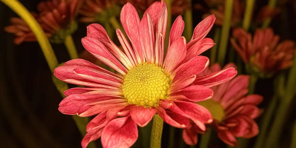 Pompom Its Vibrant Colors — Stock Photo, Image