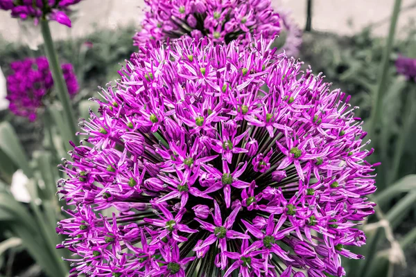 Een Close Van Een Gigantische Allium Plant Met Een Vervaagde — Stockfoto