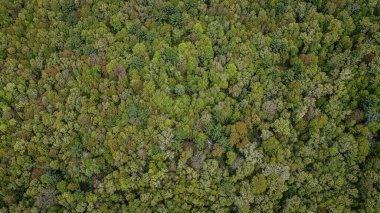 Wisconsin 'de bahar mevsimi ormanlarının insansız hava aracı görüntüsü