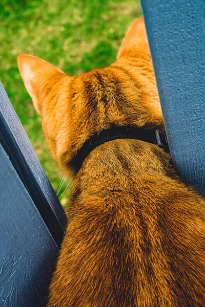 Den Orangefärgade Katten Sticker Huvudet Mellan Kolonnerna För Att Titta — Stockfoto