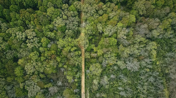 Aerial view of a dirt road running through the forest