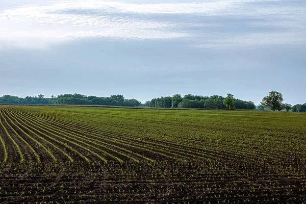 Spring Season Crops Starting Show Signs Growth Rural Wsiconsin — Fotografia de Stock