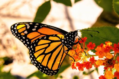 Bir kral kelebeği, sıcak güneşin altında ondan beslenen bir bitkinin üzerinde dinleniyor.