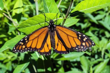 Bir kral kelebeği baharda doğal bir bitkinin üzerinde dinleniyor.