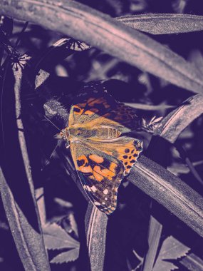 Yazın yaprakların üzerinde dinlenen boyalı bir kelebek.