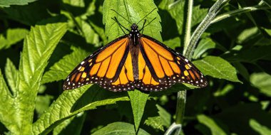 Bir kral kelebeği bahçedeki bir yaprak bitkisinin üzerinde dinlenir.