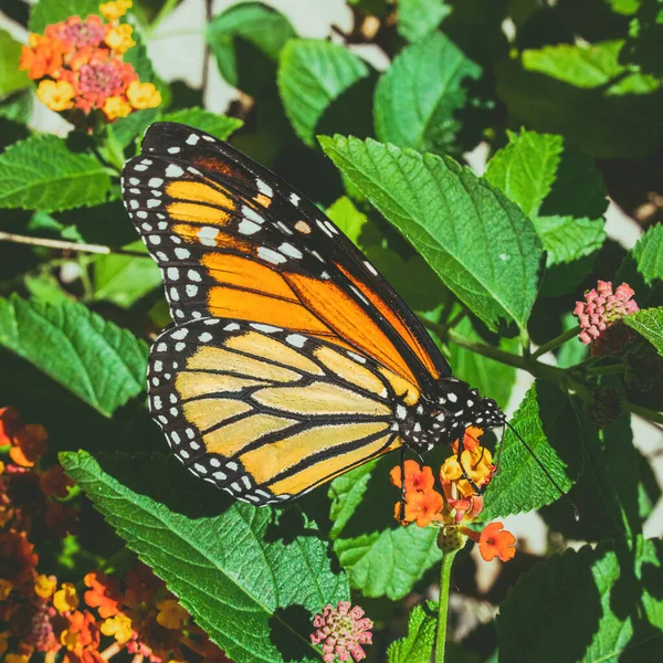 Monarch Butterfly Eats Pollen Colorful Plant Nature — Foto Stock