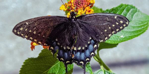 Black Swallowtail Butterfly Rests Feeds Plant — Stok fotoğraf
