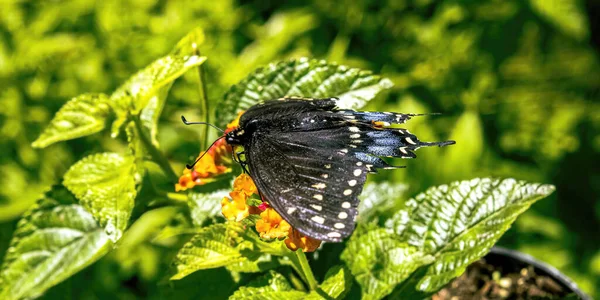 Hot Summer Day Black Swallowtail Butterfly Feeds Pollen — Stock Photo, Image