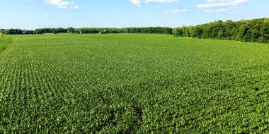 Fresh corn grows in the farm fields during a hot summer day in wisconsin