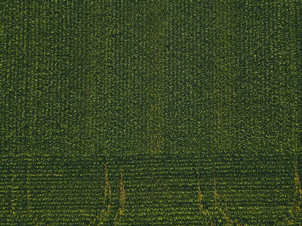 Rural Wisconsin Farm Sun Shines Brightly Massive Field Growing Crops — Stok fotoğraf