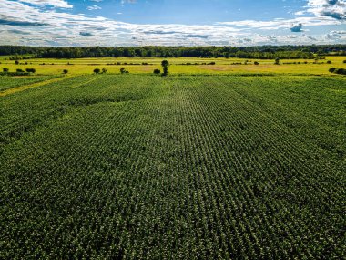 A summer view of a rural wisconsin farm overlooking a corn field and the edge of a forest