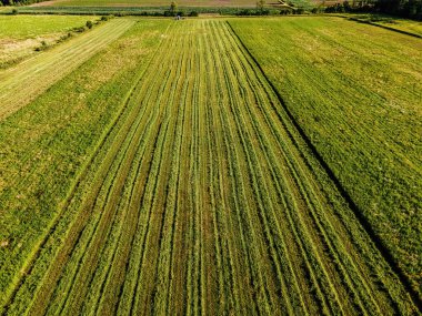 A large farm field is being chopped into hay for bales