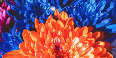 A group of orange and blue colored Mums shine brightly in the sun