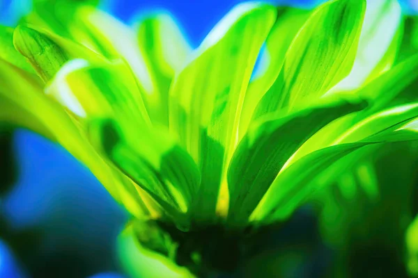 Intentionally Blurry Green Daisy Flower — 图库照片