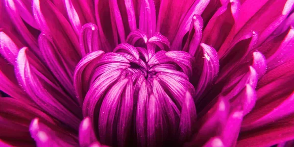 Close Look Blooming Purple Colored Mums — Foto de Stock