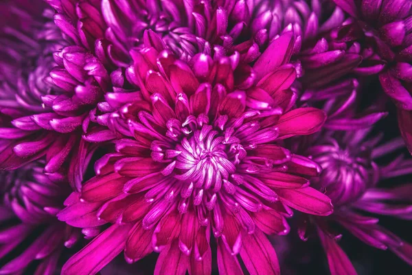 Purple Mum Stands Bloom Focus Surrounded Other Mums — Stockfoto