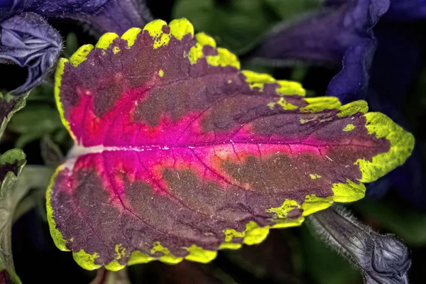 Vibrant Colored Leaf Small Plant — Stock Photo, Image