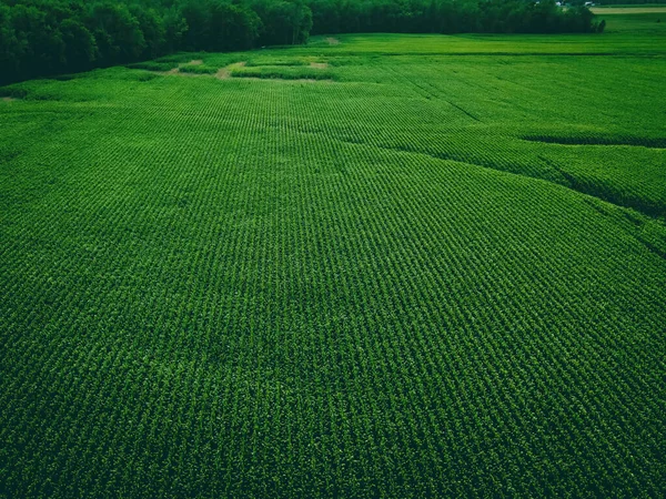 Aerial View Wisconsin Summertime Farm Growing Corn — Stockfoto