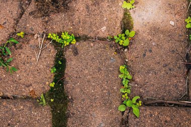 Old brick with weeds and moss growing through the cracks
