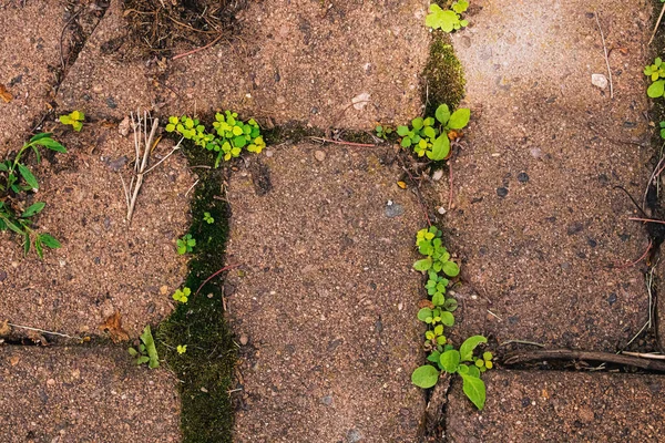 Old brick with weeds and moss growing through the cracks