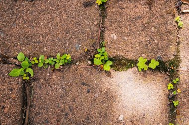 Old brick with weeds and moss growing through the cracks