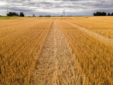 A view of the wheat fields on a rural farm in wisconsin