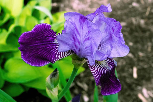 Vibrant Purple Iris Stands Tall Garden — ストック写真