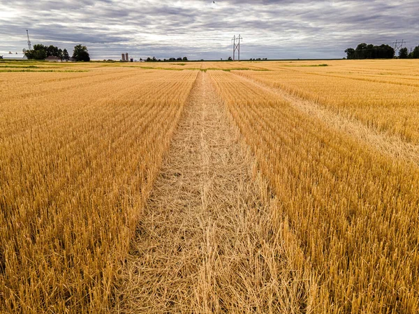 A view of the wheat fields on a rural farm in wisconsin