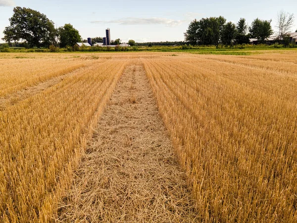 A view of the wheat fields on a rural farm in wisconsin