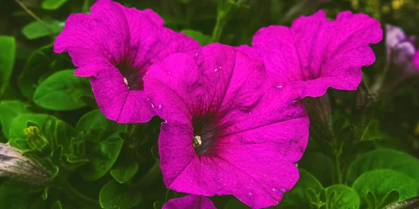 Μια Ομάδα Από Ροζ Λουλούδια Πετούνια Στον Κήπο Πετούνια Violacea — Φωτογραφία Αρχείου