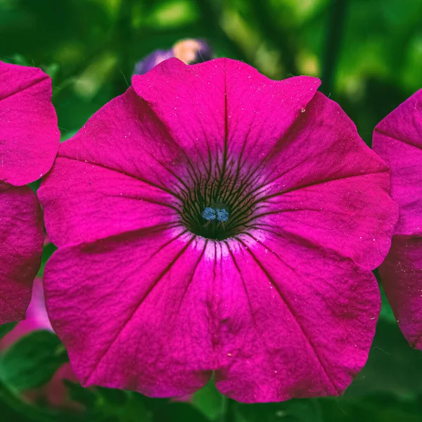Μια Ομάδα Από Ροζ Λουλούδια Πετούνια Στον Κήπο Πετούνια Violacea — Φωτογραφία Αρχείου