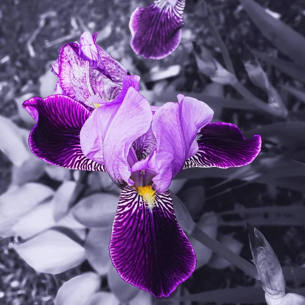 Black White Background Vibrant Purple Colored Iris — 스톡 사진