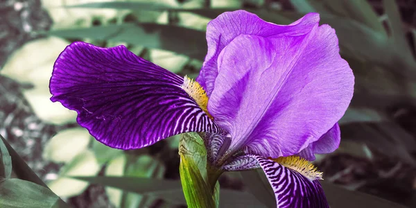 Beautiful View Purple Iris Faded Background — 스톡 사진