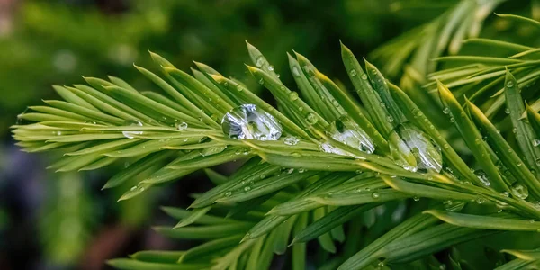 Вода Застряла Сосновых Кустах После Летнего Дождя — стоковое фото