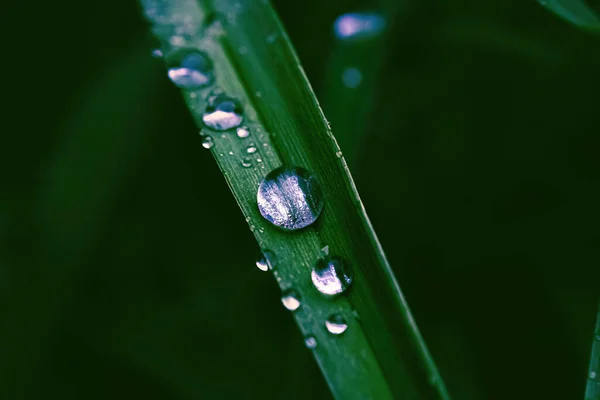 Rain Water Sits Tall Grass Summer Dark Background — Photo