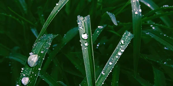 Летом Высокой Траве Тёмном Фоне Сидит Дождевая Вода — стоковое фото