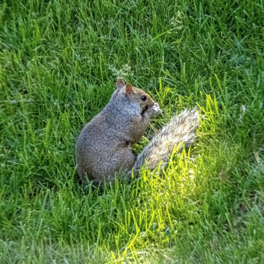 Squirrel in the grass eating