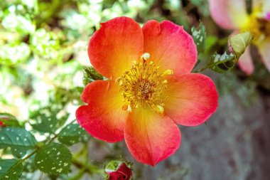 A small flower sprouting in a garden during summer