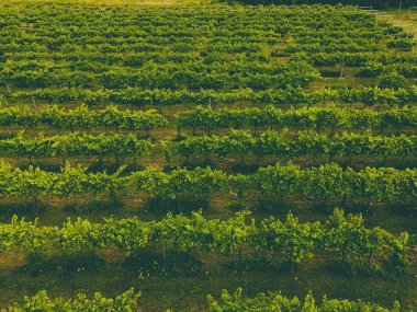A view during the summer of vineyards