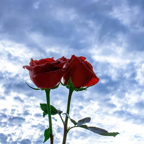 Two red roses towards a summer sky