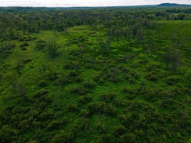 A view where mainkind has not touched in wisconsin during the summer.